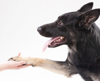 愛犬の健康維持のために知っておきたい犬に必要な栄養と不要な栄養