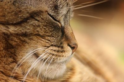 ドライキャットフードはたっぷりの水と一緒に！